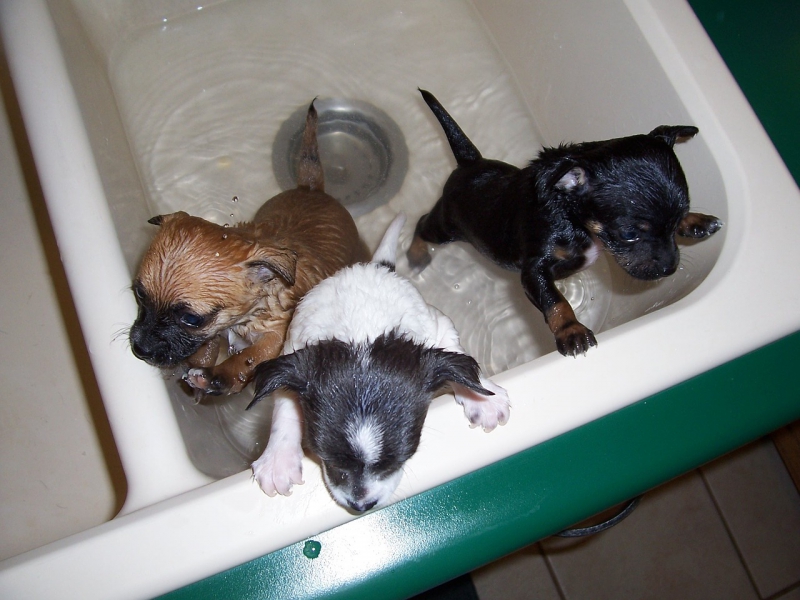 toiletteur-LES MAYONS-min_bath-time-1111748_1280